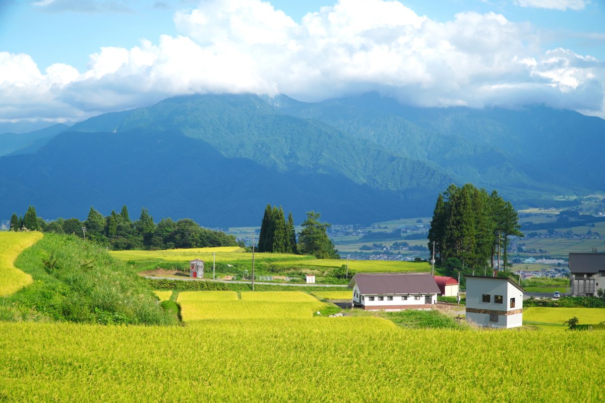 新潟県魚沼市の田んぼと田舎町の風景