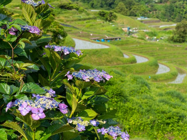 大阪府千早赤阪村の棚田とアジサイのある町並み