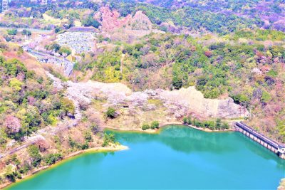 大阪府熊取町の永楽ダムと桜の風景