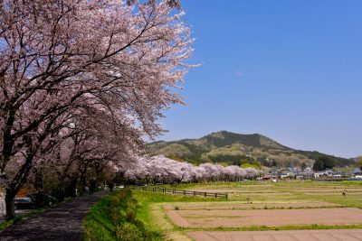 埼玉県日高市にある日和田山と桜の風景