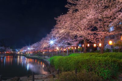 埼玉県東松山市の上沼公園の桜並木と夜の町