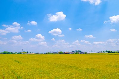 埼玉県上里町に広がる小麦畑とのどかな町並み