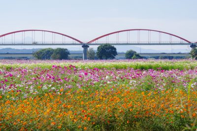 埼玉県鴻巣市にある花畑と田舎の風景