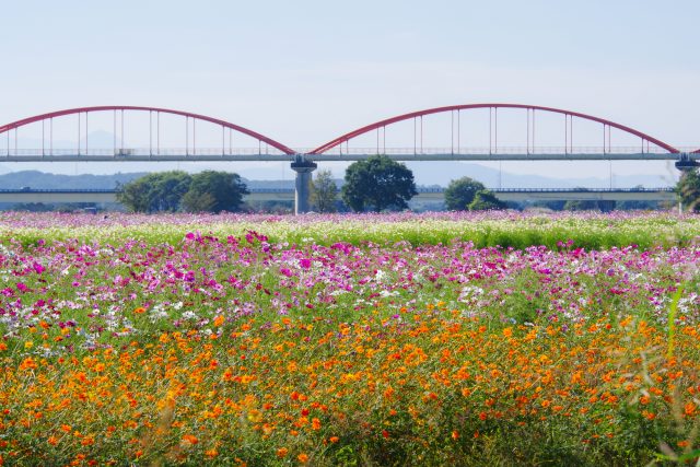 埼玉県鴻巣市にある花畑と田舎の風景