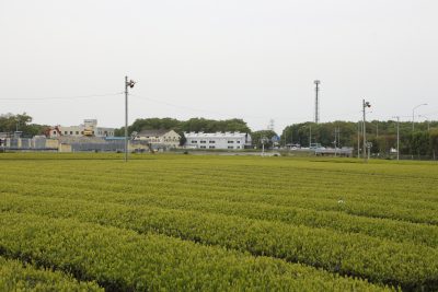 埼玉県三芳町の茶畑と田舎の風景
