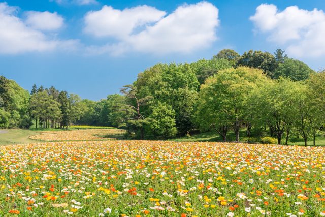 埼玉県滑川町の国営武蔵丘陵森林公園と花畑の風景