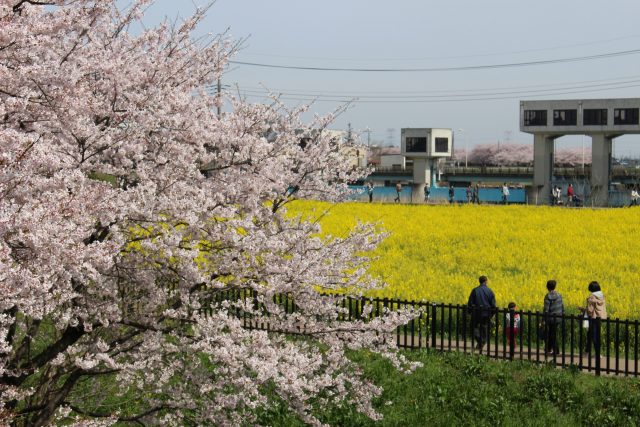 埼玉県幸手市権現堂の桜並木と町並み