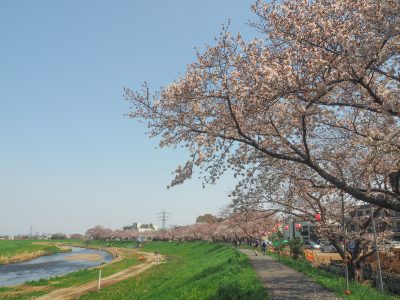 埼玉県志木市の柳瀬川沿いの桜並木と町並み