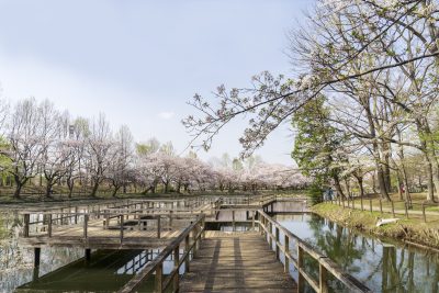 埼玉県鶴ヶ島市の鶴ヶ島運動公園と桜の町並み