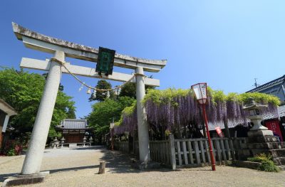 滋賀県甲良町の八幡神社と藤の花の風景