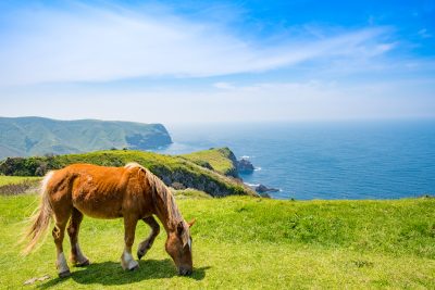 島根県西ノ島町に生息する馬と海岸線の美しい風景