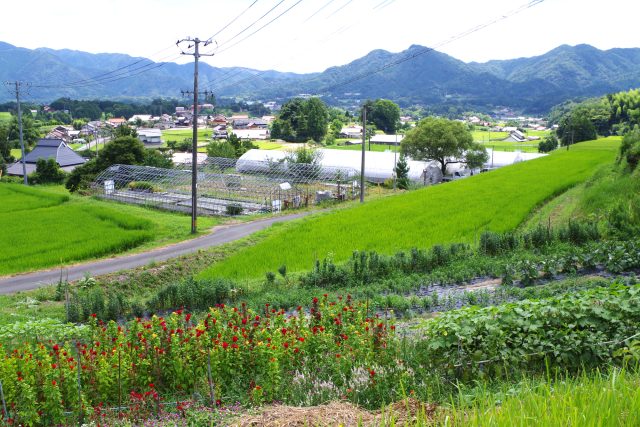 島根県邑南町の夏の田園風景と町並み