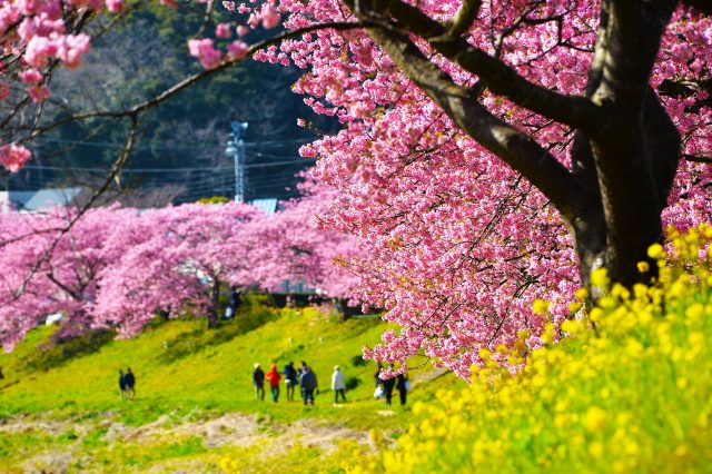 静岡県南伊豆町の土手近くの河津桜と菜の花と町並み
