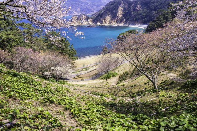 静岡県西伊豆町の黄金崎公園の桜と岬と海岸線