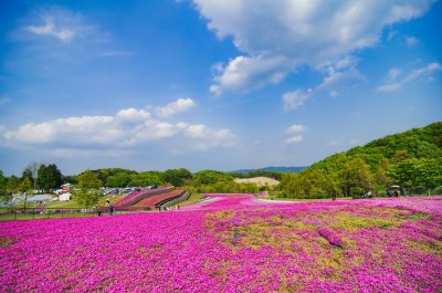 栃木県市貝町の芝桜と風景