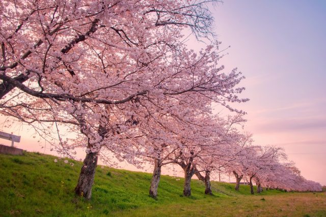 栃木県壬生町の東雲公園の桜並木