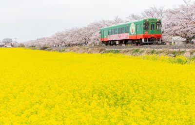 栃木県真岡市を走る真岡鉄道と菜の花畑
