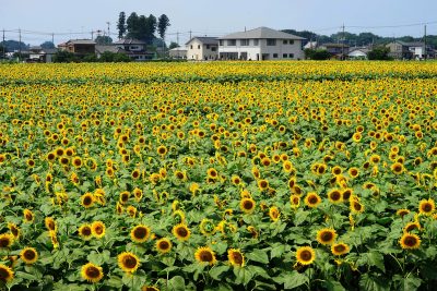 栃木県野木町のひまわり畑と町並み