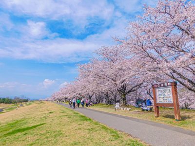 栃木県さくら市にあるゆうゆうパークと桜並木のある町並み