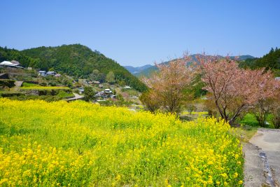 徳島県神山町の菜の花端と田舎の町並み