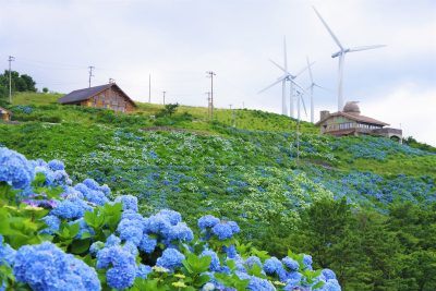 徳島県佐那河内村のアジサイと風力発電所のある町並み