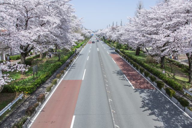 東京都国立市の大学通りと桜並木の町並み