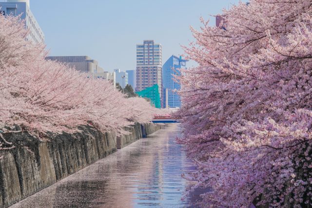 東京都目黒区の目黒川沿いの有名な桜
