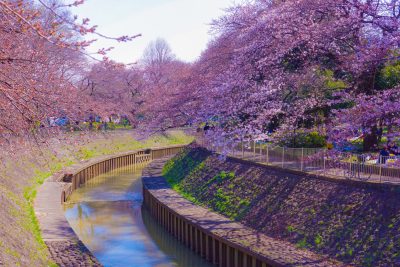 東京都杉並区にある善福寺川緑地と桜