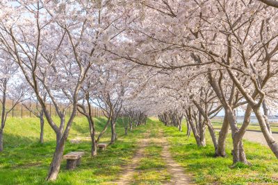 鳥取県日吉津村の桜堤公園の桜並木と田舎の町並み