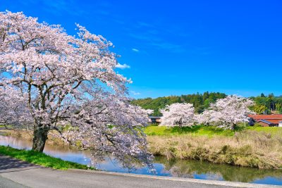 鳥取県南部町の法勝寺川と町並みと桜