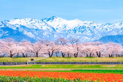 富山県朝日町の あさひ舟川エリアの花畑と立山連峰