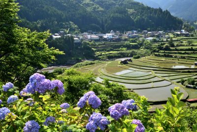 和歌山県有田川のあらぎ島の棚田と田舎の風景