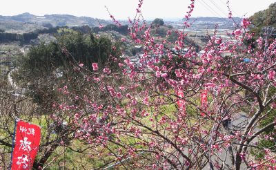 和歌山県日高町の梅の木と町並み