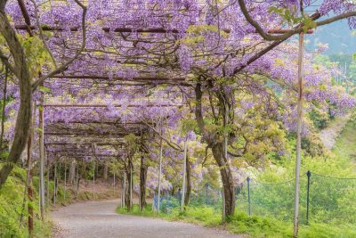 和歌山県日高川町にあるみやまの里森林公園の藤と風景